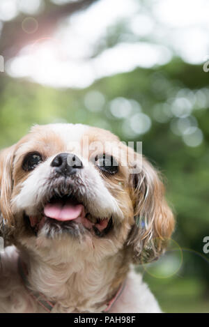Porträt einer süße Shih Tzu Hund Stockfoto