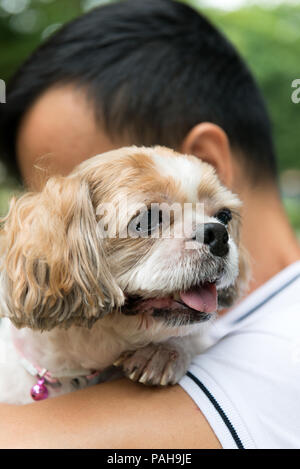 Asiatische junge Mann mit seinem Shih Tze Hund Stockfoto