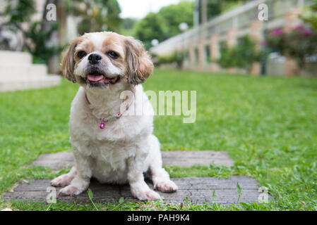 Porträt einer süße Shih Tzu Hund Stockfoto