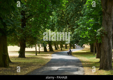 Von Bäumen gesäumten Pfad in Clissold Park, North London UK, während der Juli 2018 Hitzewelle Stockfoto