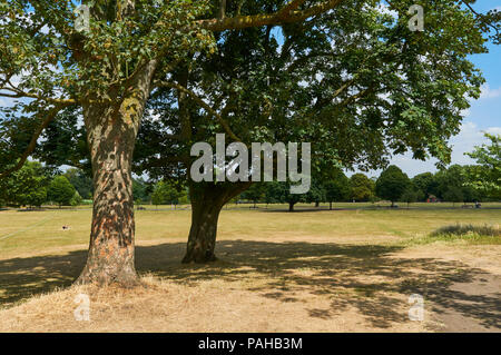 Bäume in Clissold Park, Stoke Newington, London UK, während der heißen trockenen Bedingungen vom Juli 2018 Stockfoto