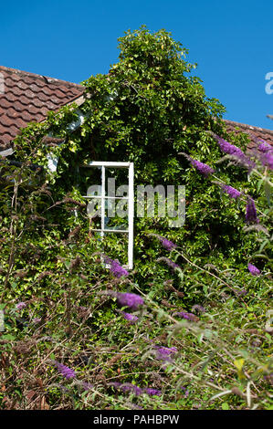 Eine überwachsene verfallenes Gebäude mit einem gebrochenen Fenster ohne die meisten seiner Glas. Stockfoto