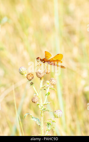 Makro einer männlichen Östlichen Amberwing Dragonfly (Perithemis tenera) auf Distel in Schönes Licht gehockt Stockfoto