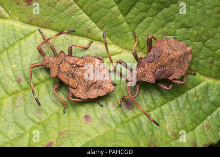 Dock Bug Nymphen (Coreus Marginatus) in Ruhe am Dornbusch Blatt. Tipperary, Irland Stockfoto