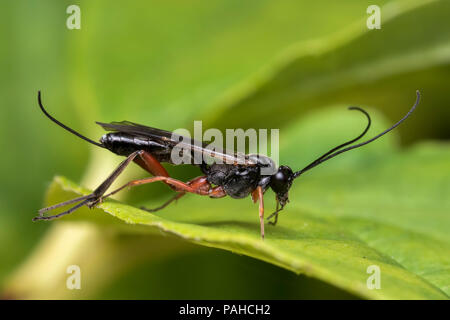 Ichneumonid Wasp ruht auf dornbusch Blatt. Tipperary, Irland Stockfoto