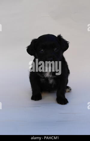Hübsche 1 Monat Mischling Welpe portrait Stockfoto