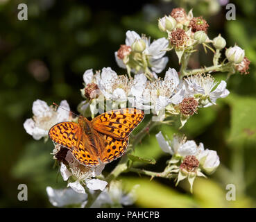 Hohe Braun Fritillary am Dornbusch Blumen. Aish Tor, Nationalpark Dartmoor, Devon, England. Stockfoto