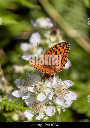 Hohe Braun Fritillary am Dornbusch Blumen. Aish Tor, Nationalpark Dartmoor, Devon, England. Stockfoto