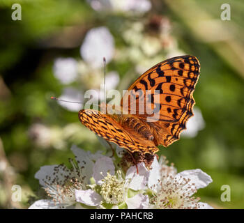 Hohe Braun Fritillary am Dornbusch Blumen. Aish Tor, Nationalpark Dartmoor, Devon, England. Stockfoto