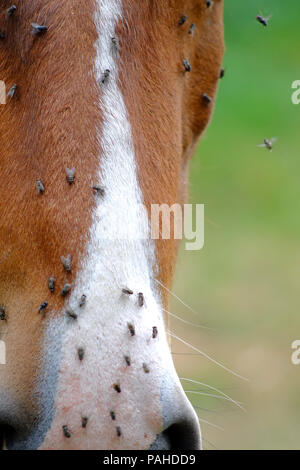 Fliegt auf einem Pferde Gesicht im Sommer Stockfoto