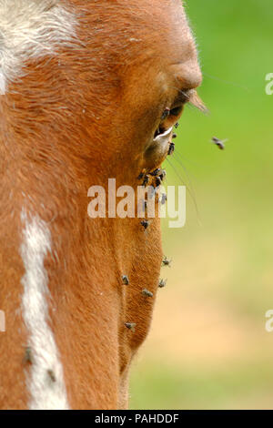 Fliegt auf einem Pferde Gesicht im Sommer Stockfoto