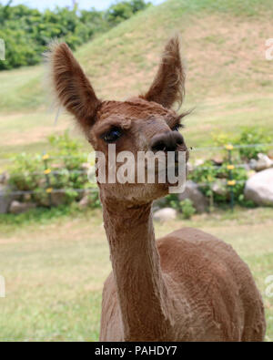 Eine tan farbigen Alpaka draußen stehen in einem paddock auf einem Bauernhof. Die Tiere sind für ihre weiche Wolle Vliese bewirtschaftet. Stockfoto