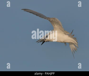 Forster Tern im Flug Stockfoto