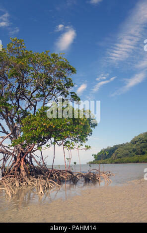 Rote Mangrove (Rhizophora mangle) auf entfernten Strand, Bloomfield Track, Daintree National Park, Queensland, Australien Stockfoto