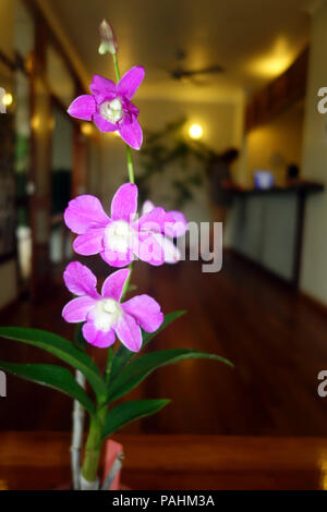 Cooktown Orchidee (Vappodes Phalaenopsis) im Hotel Lobby, Cooktown, Queensland, Australien. Keine MR oder PR Stockfoto