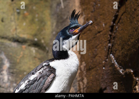 Auckland shag (Leucocarbo colensoi), Neuseeland Stockfoto