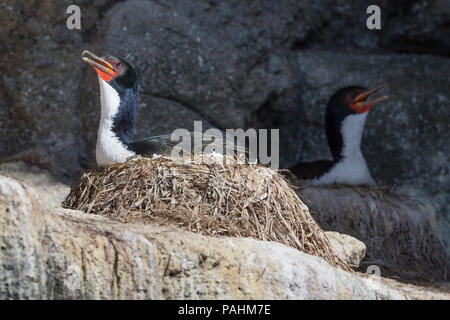 Auckland shag (Leucocarbo colensoi), Neuseeland Stockfoto