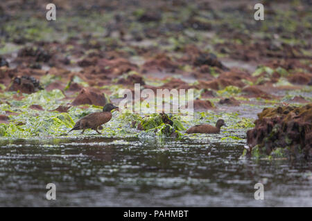 Campbell Insel teal (Anas nesiotis), Campbell Island, Neuseeland Stockfoto