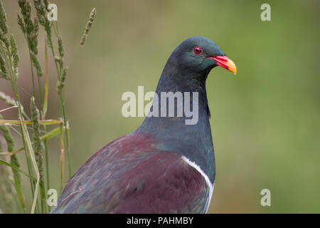 Chatham Taube (Hemiphaga chathamensis), Neuseeland Stockfoto