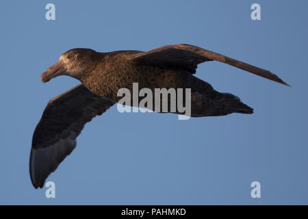 Northern Giant Petrel (Macronectes halli), Neuseeland Stockfoto