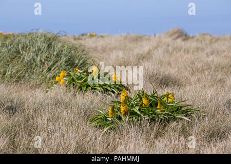 Bulbinella Megaherb rossii auf Auckland Islands, Neuseeland Stockfoto