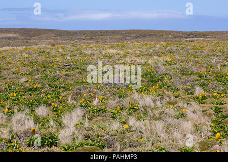 Bulbinella Megaherb rossii auf Auckland Islands, Neuseeland Stockfoto