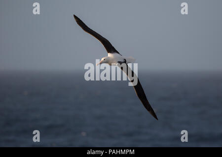 Northern Royal Albatross, Neuseeland Stockfoto