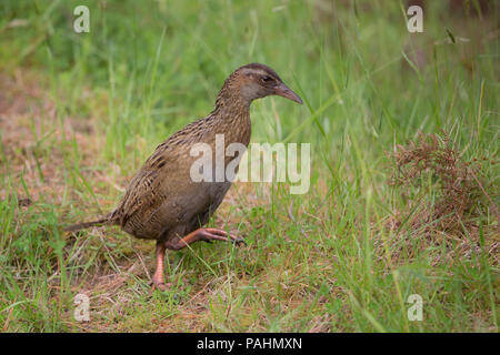 Buff Weka (Gallicolumba australis hectori), Chatham Islands, Neuseeland Stockfoto