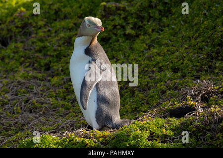 Yellow-eyed Pinguin, Enderby Island, Neuseeland Stockfoto