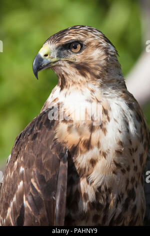 Hawk, Galapagos Inseln Stockfoto