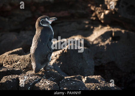 Galapagos Pinguin, Insel Santiago, Galapagos Inseln (Spheniscus mendiculus) Stockfoto