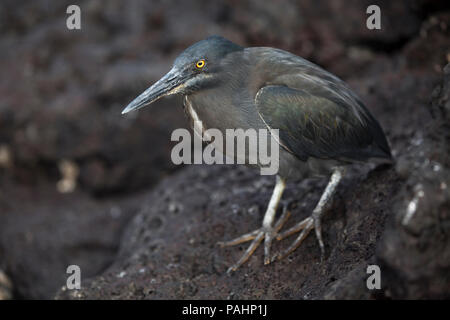 Lava Heron, Insel Santiago, Galapagos Inseln (Butorides sundevalli)) Stockfoto