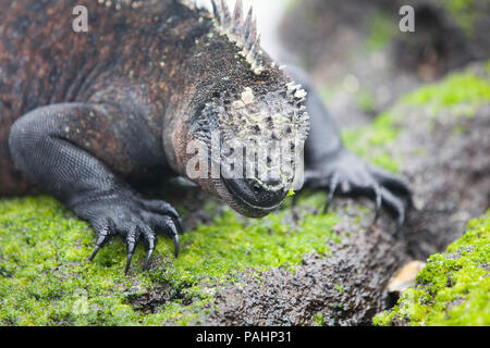 Marine iguana, Fernandina Insel, Galapagos Inseln Stockfoto