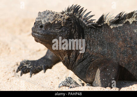 Marine iguana, Insel Santa Cruz, Galápagos-Inseln (Amblyrhynchus cristatus Hassi) Stockfoto