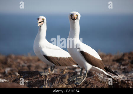 Zwei Nazca Tölpel (Sula granti), Galapagos Inseln Stockfoto