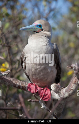 Red-footed Booby (Sula Sula), Galapagos Inseln Stockfoto