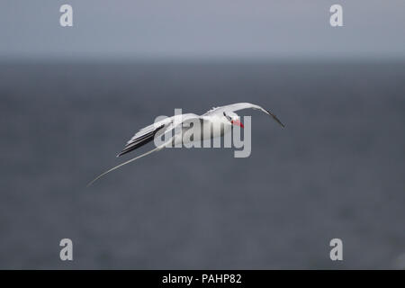 Red-billed tropicbird (Phaethon aethereus), Galapagos Inseln Stockfoto