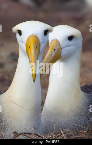 (Phoebastria irrorata winkte Albatross), Galapagos Inseln Stockfoto