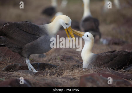 (Phoebastria irrorata winkte Albatross), Galapagos Inseln Stockfoto