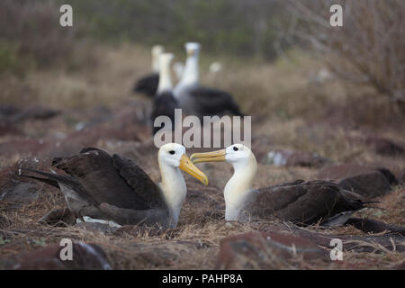 (Phoebastria irrorata winkte Albatross), Galapagos Inseln Stockfoto