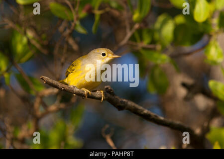 Yellow Warbler, Galapagos Inseln Stockfoto