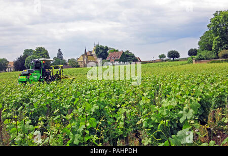 Landwirtschaftliche Schlepper im Weinberg arbeiten, Aloxe Corton, Burgund, Frankreich Stockfoto