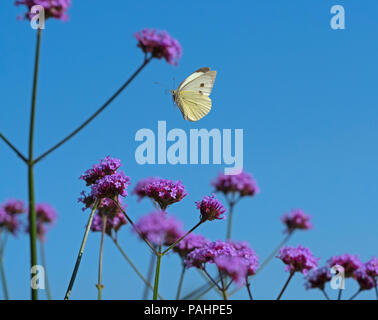 Großer weißer Schmetterling Pieris brassicae Fütterung auf eisenkraut Blumen im Garten Stockfoto