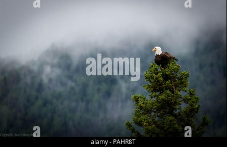 Weißkopfseeadler auf treetop auf einem nebligen Tag gehockt Stockfoto