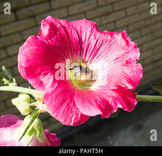 Alcea rosea Hollyhock rosa Blüte mit Hummel. Stockfoto