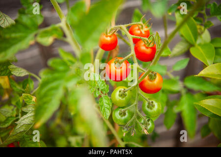 Kirschtomaten wachsen auf der Rebe in einem heimischen Garten Stockfoto