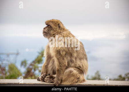 Berühmte wild Makaken, die in Gibraltar Rock entspannen. Die Gibraltar Affen sind eine der berühmtesten Sehenswürdigkeiten der britischen Überseegebiet. Stockfoto