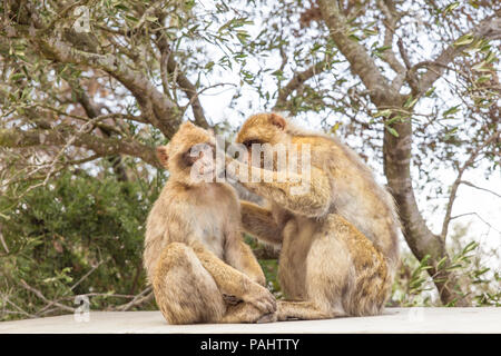 Berühmte wild Makaken, die in Gibraltar Rock entspannen. Die Gibraltar Affen sind eine der berühmtesten Sehenswürdigkeiten der britischen Überseegebiet. Stockfoto