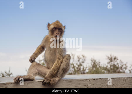 Berühmte wild Makaken, die in Gibraltar Rock entspannen. Die Gibraltar Affen sind eine der berühmtesten Sehenswürdigkeiten der britischen Überseegebiet. Stockfoto