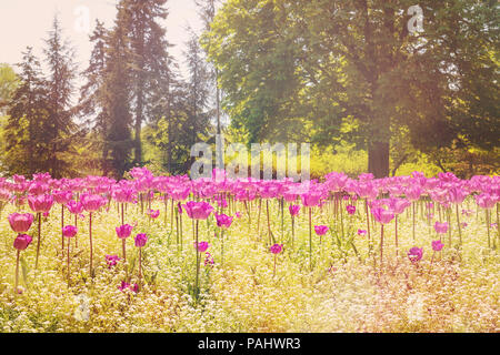 Blühende rosa toolips und Wildblumen im Park auf der Sonneneinstrahlung Stockfoto